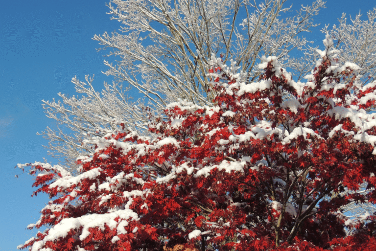 How to Decorate Your Home for Spring, Summer, Fall, and Winter